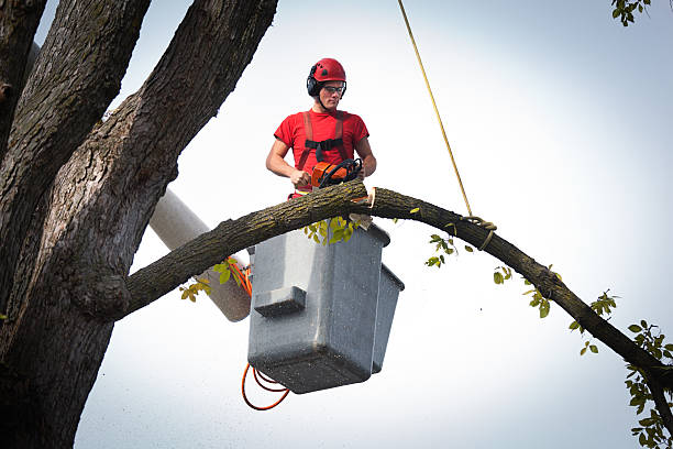 Best Emergency Tree Removal  in Benton City, WA